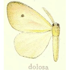 /filer/webapps/moths/media/images/D/dolosa_Marblepsis_HT_Hering_21d.jpg