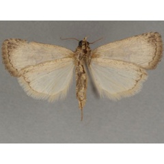 /filer/webapps/moths/media/images/C/camptogramma_Authadistis_PT_OUMNHb_01.jpg