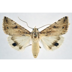 /filer/webapps/moths/media/images/H/hilgerti_Anumeta_AF_NHMO.jpg