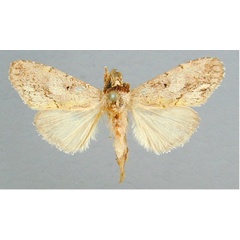 /filer/webapps/moths/media/images/L/latifasciata_Boscawenia_A_RMCA_02.jpg