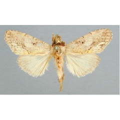 /filer/webapps/moths/media/images/L/latifasciata_Boscawenia_A_RMCA_02.jpg