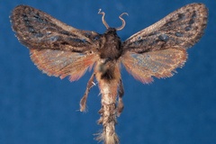 Paralebedella shimonii