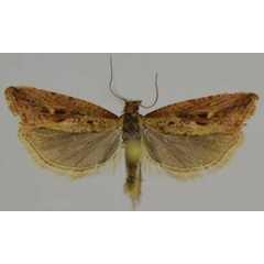 /filer/webapps/moths/media/images/A/addisalema_Parabactra_HT_Trematerra.jpg