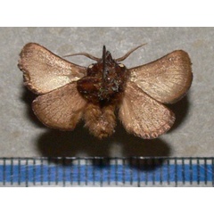 /filer/webapps/moths/media/images/S/syrtis_Omocena_A_Goffb_01.jpg