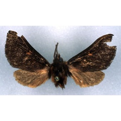 /filer/webapps/moths/media/images/I/impura_Metarctia_HT_RMCA_03.jpg