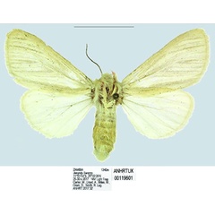 /filer/webapps/moths/media/images/O/ochthoeba_Tamsita_AF_ANHRT.jpg