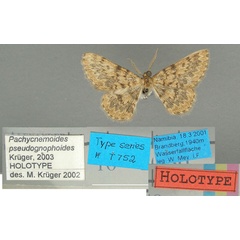 /filer/webapps/moths/media/images/P/pseudognophoides_Crambometra_HT_NMNW.jpg