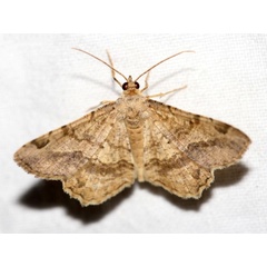 /filer/webapps/moths/media/images/A/ammodes_Chiasmia_A_Grimm.jpg