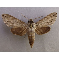 /filer/webapps/moths/media/images/J/juniperi_Oligographa_A_Baron_01.jpg