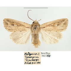 /filer/webapps/moths/media/images/T/torrentium_Vietteania_AM_BMNH_02.jpg