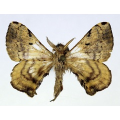 /filer/webapps/moths/media/images/O/obliquisigna_Racinoa_AM_Basquin_02.jpg