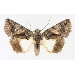 /filer/webapps/moths/media/images/P/pallididisca_Aedia_AF_TMSA_02.jpg