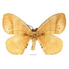 /filer/webapps/moths/media/images/P/palliatella_Malagasanja_AM_Basquin.jpg