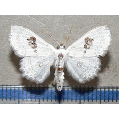 /filer/webapps/moths/media/images/V/vestalis_Problepsis_A_Goff_03.jpg