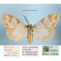 /filer/webapps/moths/media/images/P/purata_Galtara_AM_MGCLa_01.JPG