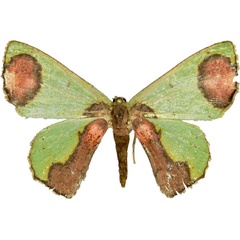 /filer/webapps/moths/media/images/P/palliata_Lophorrhachia_AM_MCJM.jpg