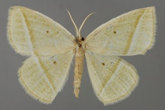 Acollesis umbrata umbrata