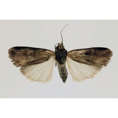 /filer/webapps/moths/media/images/I/isopleuroides_Stilbotis_AT_RMCA_02.jpg