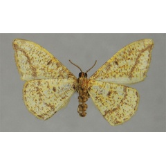/filer/webapps/moths/media/images/E/eugompha_Milocera_HT_ZSMb.jpg