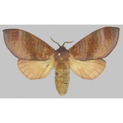 /filer/webapps/moths/media/images/P/purpurascens_Pachymeta_STF_SNHM.jpg