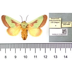 /filer/webapps/moths/media/images/J/johannes_Latoia_AT_BMNH.jpg