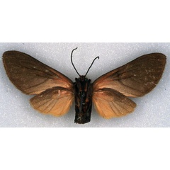 /filer/webapps/moths/media/images/H/heinrichi_Metarctia_AT_ZSM_02.jpg