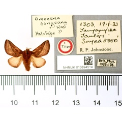 /filer/webapps/moths/media/images/S/songeana_Omocena_HT_BMNH.jpg
