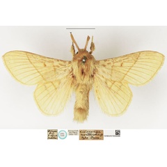 /filer/webapps/moths/media/images/M/monteiroi_Lasiocampa_STM_NHMUK.jpg