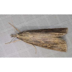 /filer/webapps/moths/media/images/P/partellus_Chilo_A_Heynsb.jpg