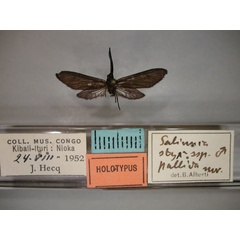 /filer/webapps/moths/media/images/P/pallida_Saliunca_HT_RMCA_01.jpg