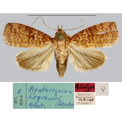 /filer/webapps/moths/media/images/L/legrandi_Apothriguna_AT_MNHN.jpg