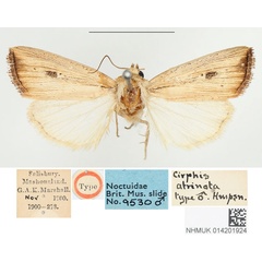 /filer/webapps/moths/media/images/A/atrinota_Cirphis_HT_BMNH.jpg