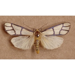 /filer/webapps/moths/media/images/C/cyanogramma_Anaphosia_A_Butler.jpg