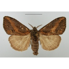 /filer/webapps/moths/media/images/C/curvivirgata_Laelia_AM_TMSA.jpg