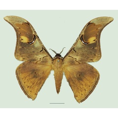 /filer/webapps/moths/media/images/O/obscuripennis_Dogoia_AM_Basquin_01a.jpg