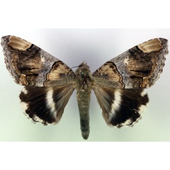/filer/webapps/moths/media/images/O/oedipodina_Achaea_A_RMCA.jpg