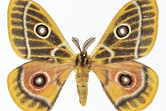 Bunaeopsis zaddachii