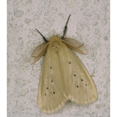 /filer/webapps/moths/media/images/S/setinoides_Crorema_A_Roland_01.jpg