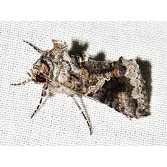 /filer/webapps/moths/media/images/M/molybdina_Ctenoplusia_A_Braun.jpeg