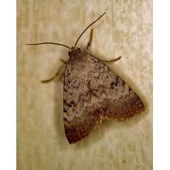 /filer/webapps/moths/media/images/R/rufirena_Plecoptera_A_Roland_01.jpg