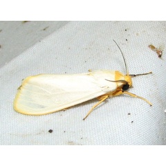 /filer/webapps/moths/media/images/M/mundata_Acantharctia_A_Goff_02.jpg