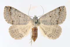 Plecoptera misera