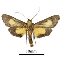 /filer/webapps/moths/media/images/K/kenrickalis_Mabilleodes_AM_b.JPG