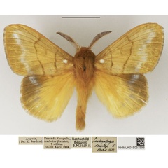 /filer/webapps/moths/media/images/D/dewitzi_Lechriolepis_AM_NHMUK_01.jpg
