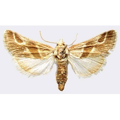 /filer/webapps/moths/media/images/O/ornata_Kilimandjaria_AF_MNHN.jpg