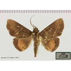 /filer/webapps/moths/media/images/N/nigra_Deinhugia_AM_MNHN.jpg
