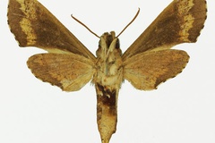 Hippotion butleri