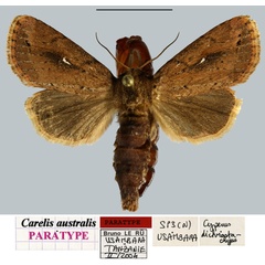 /filer/webapps/moths/media/images/A/australis_Carelis_PTF_MNHNa.jpg