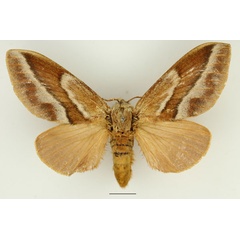 /filer/webapps/moths/media/images/B/bifascia_Eutricha_AF_Basquin.jpg