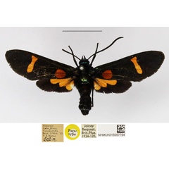 /filer/webapps/moths/media/images/O/orbiculata_Charidea_PTF_NHMUK_01.jpg